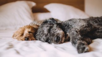 pet-friendly hotels in paso robles