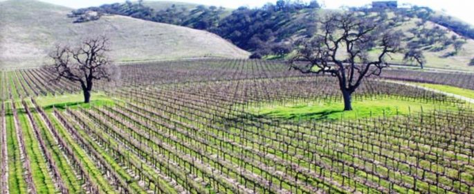 Backroads wineries paso robles