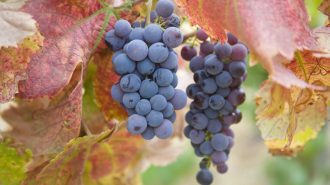 best central coast directories