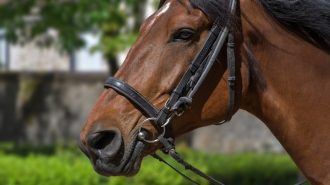 best horseback riding in Paso Robles