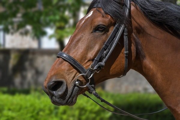 best horseback riding in Paso Robles