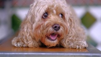 Dog-friendly restaurants in paso robles
