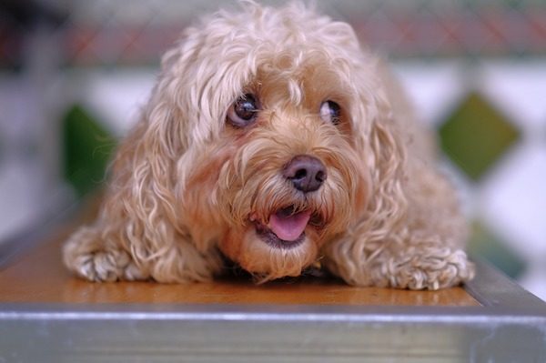 Dog-friendly places in paso robles