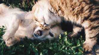 pet and feed shops in paso robles