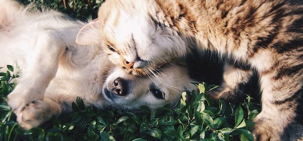 pet and feed shops in paso robles