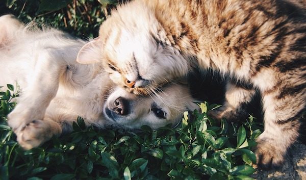 pet and feed shops in paso robles