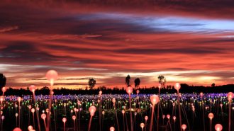 sensario field of lights