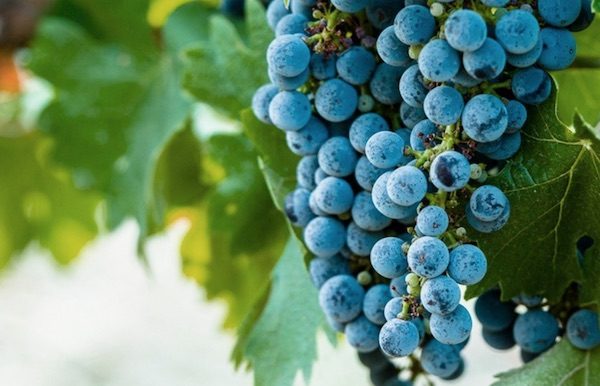 2019 vintage in paso robles, ca