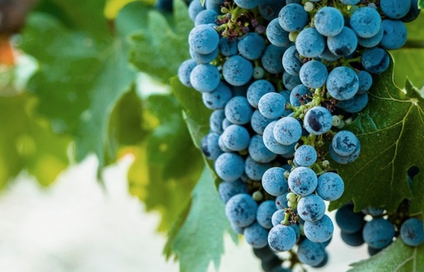 Daou vineyards