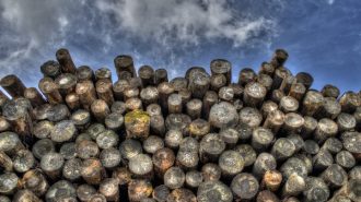 logging national forest california