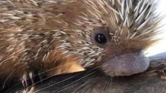 Baby Prehensile-tailed Porcupine atascadero zoo