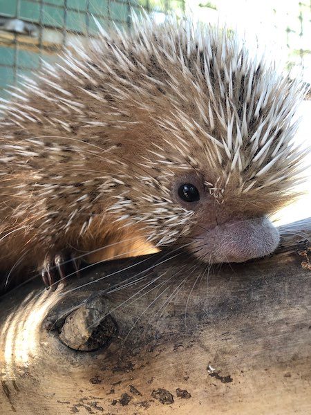 Baby Prehensile-tailed Porcupine atascadero zoo
