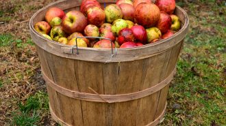 cider festival atascadero