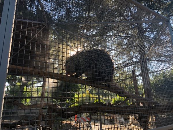 Hundreds attend Ice Cream Zoofari at Charles Paddock