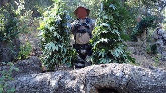 marijuana grow operation arroyo grande