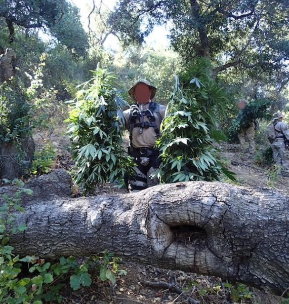 marijuana grow operation arroyo grande