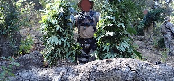 marijuana grow operation arroyo grande