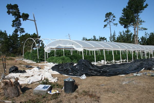 illegal marijuana grow op cambria