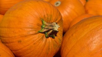 Pumpkin patch fundraiser helps send students to science camp