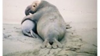 elephant seals