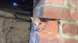 Cat rescued from abandoned chimney