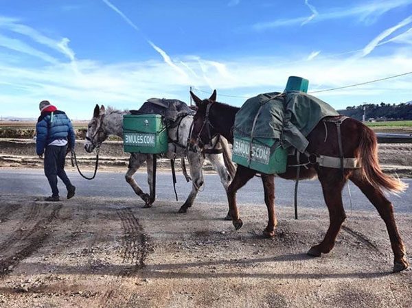 mule man john sears, california