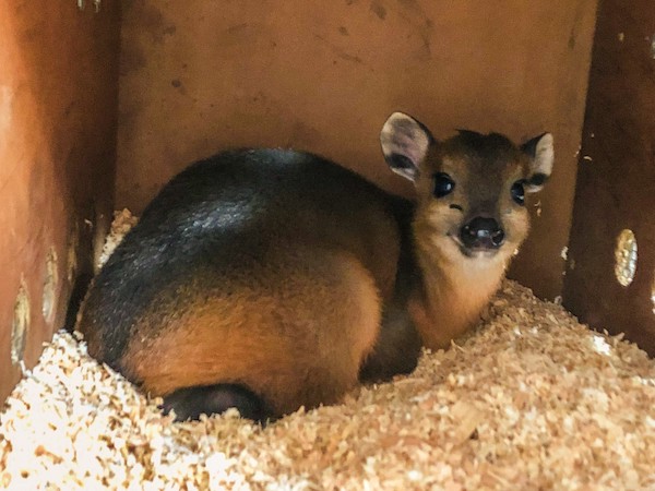 Baby duiker arrives at the Charles Paddock Zoo