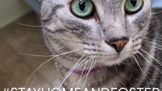 Foster a cat from HART shelter in Cambria