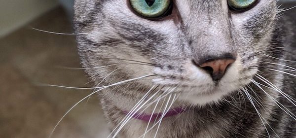Foster a cat from HART shelter in Cambria