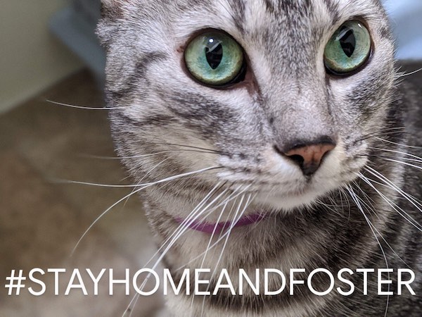 Foster a cat from HART shelter in Cambria