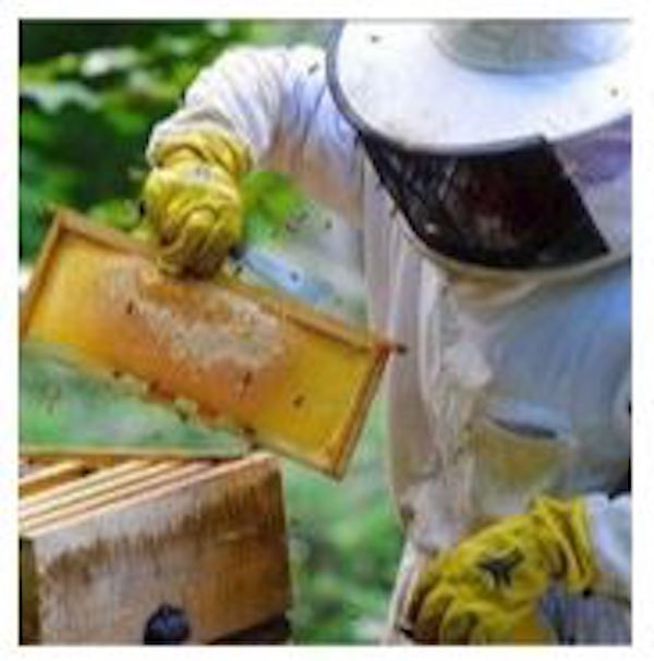 Library to present 'An Introduction to Beekeeping' April 9