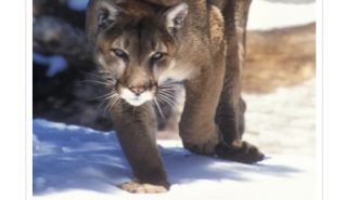 State commission grants temporary protections for mountain lions