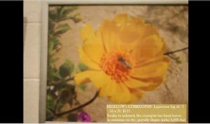 Take a 'Virtual Art Tour' with EarthTones Gallery