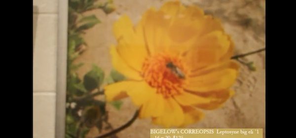 Take a 'Virtual Art Tour' with EarthTones Gallery
