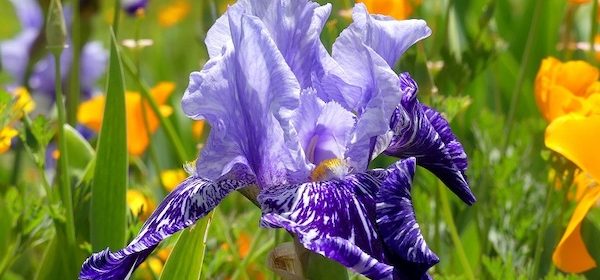 irises in Templeton charlee smith