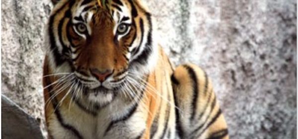 Charles Paddock Zoo re-opens Friday