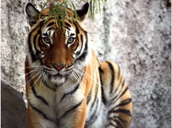 Charles Paddock Zoo re-opens Friday