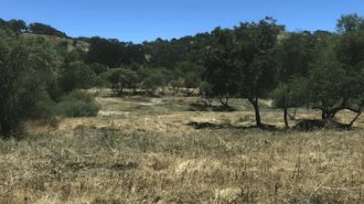 Emergency plan to remove Salinas Riverbed overgrowth approved