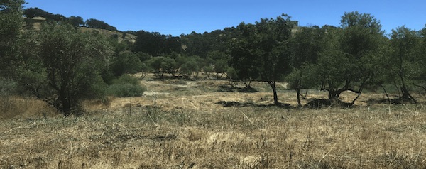 Emergency plan to remove Salinas Riverbed overgrowth approved