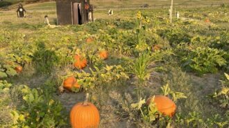 River K pumpkins