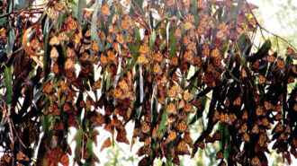 monarchs