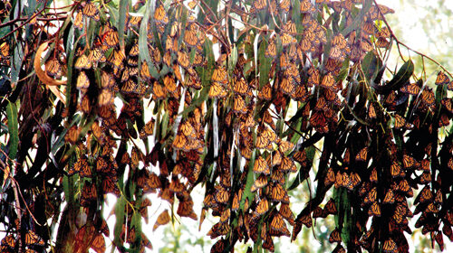 monarchs