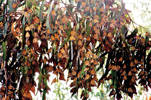 monarchs