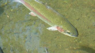 Barney Schwarts pond stocked with rainbow trout