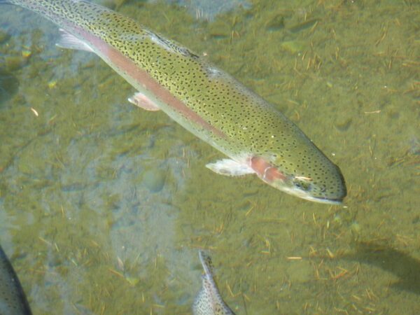 Pond at Barney Schwartz stocked with fresh trout