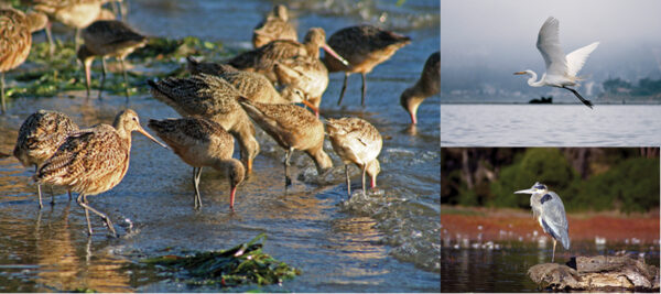Birdwatching: Thousands of birds winter in Morro Bay