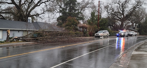 downed tree in Atascadero