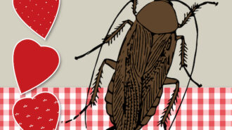 Chales Paddock Zoo presenting 'Adopt-a-Cockroach' Valentines