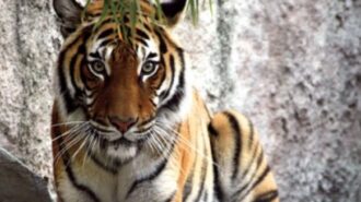 charles paddock zoo atascadero