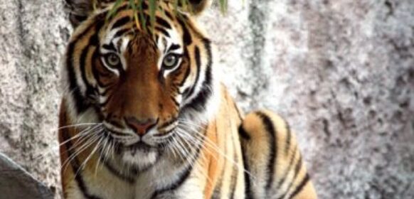 charles paddock zoo atascadero